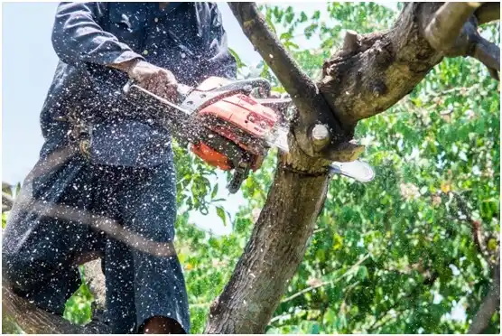 tree services Lopezville